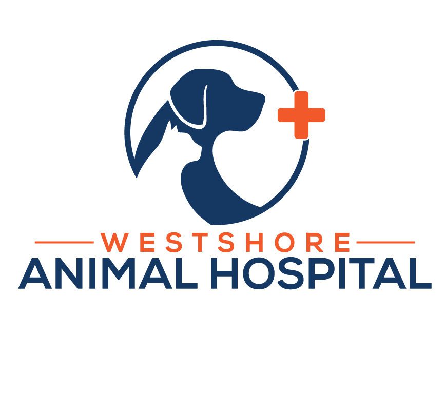 Best Vet Hospital In Tampa, FL | Westshore Animal Hospital
