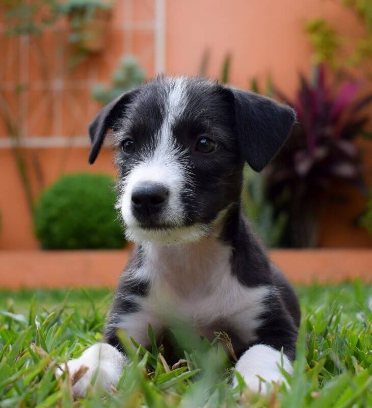 Border Terrier