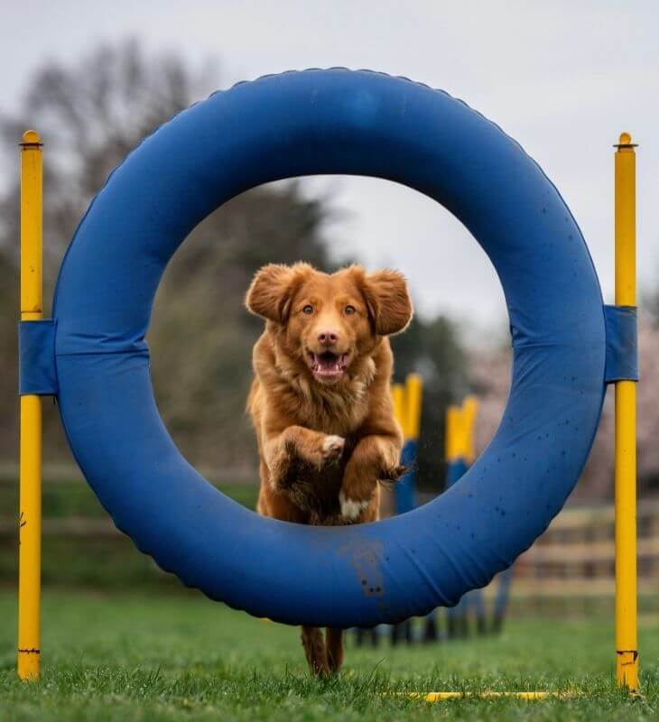 Dog jumping through hoop