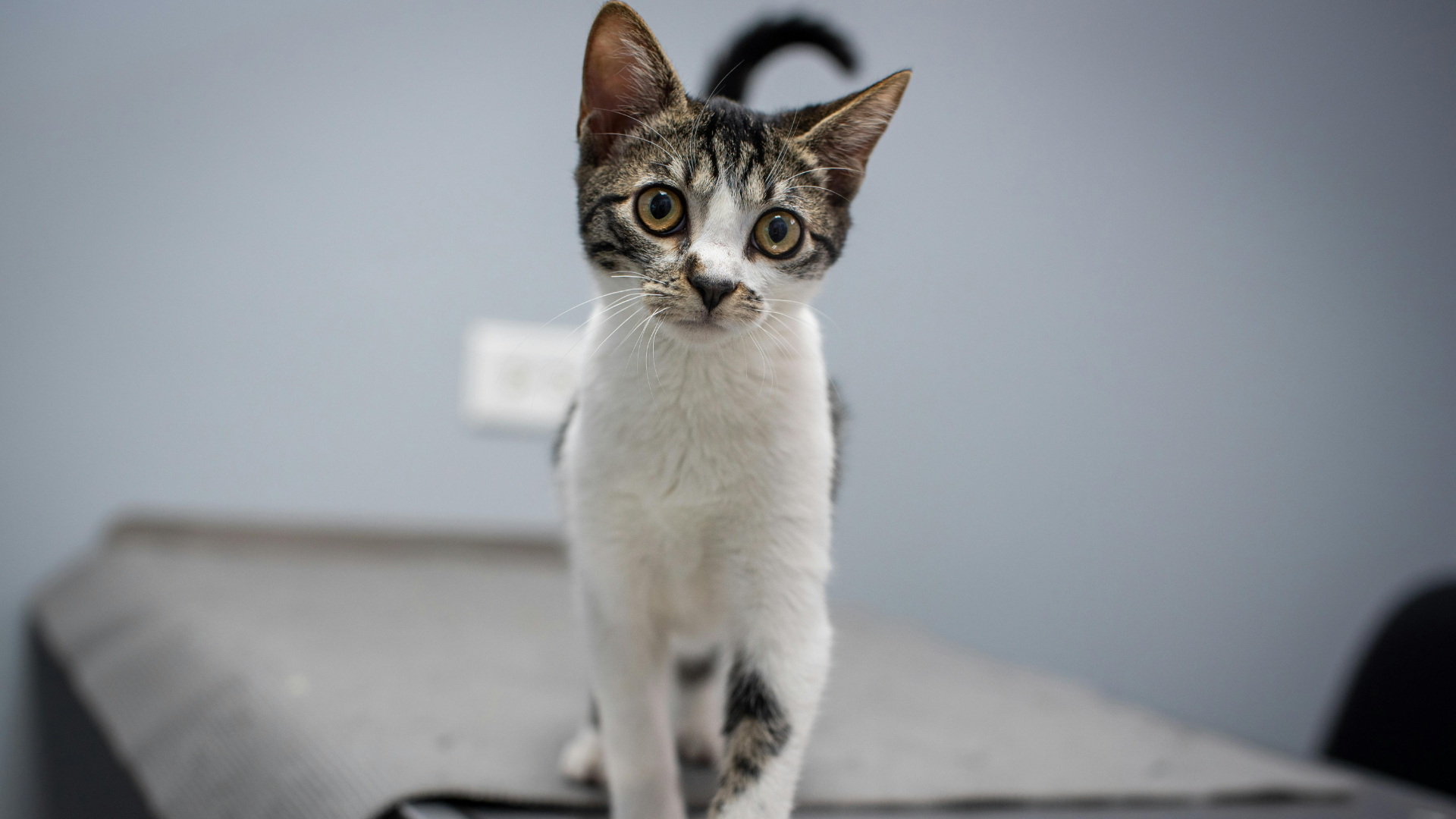 Veterinary Blog Sleepy Cat